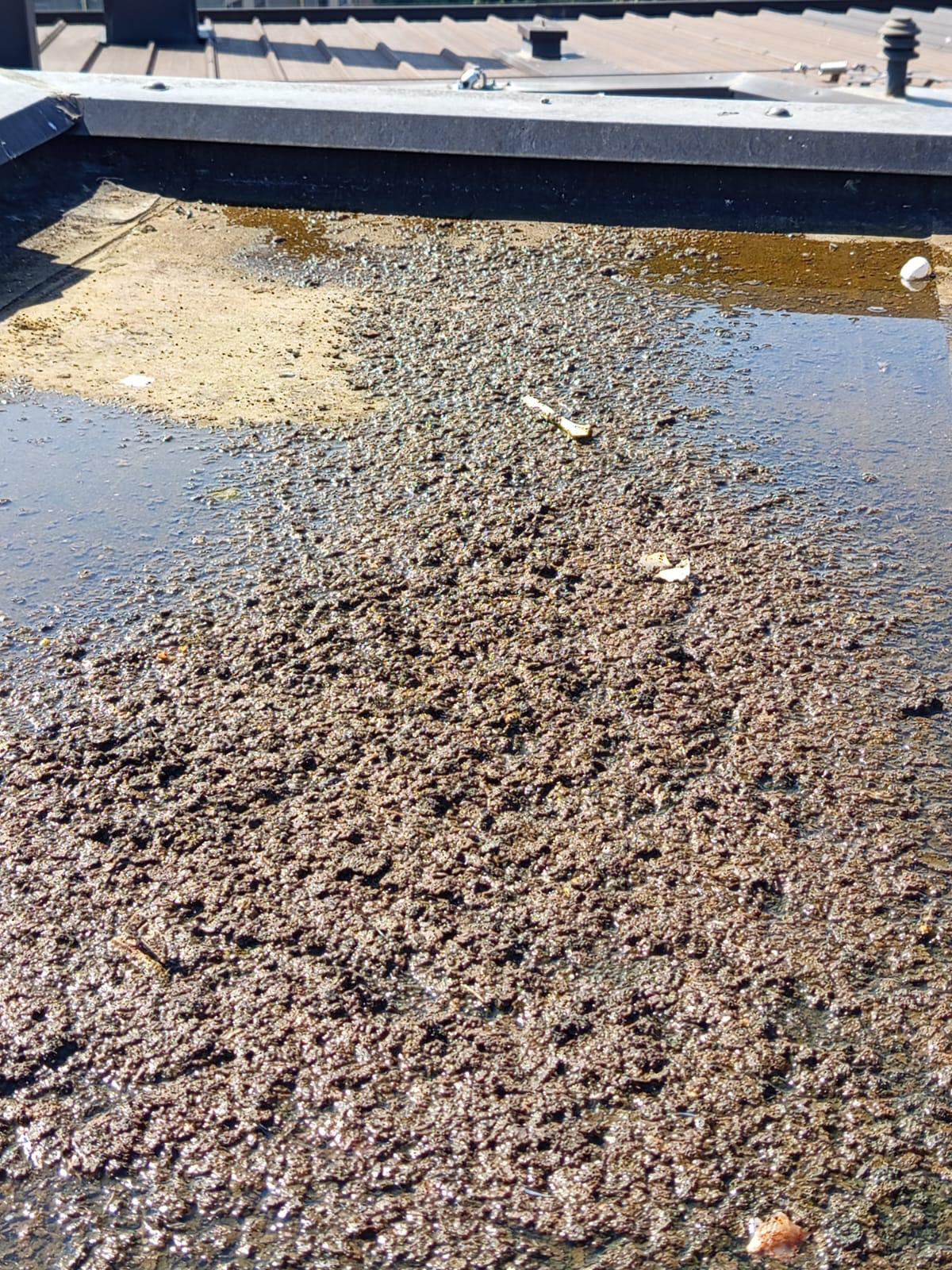 Alessandro Arnese - Sana SOLUZIONI Progetti