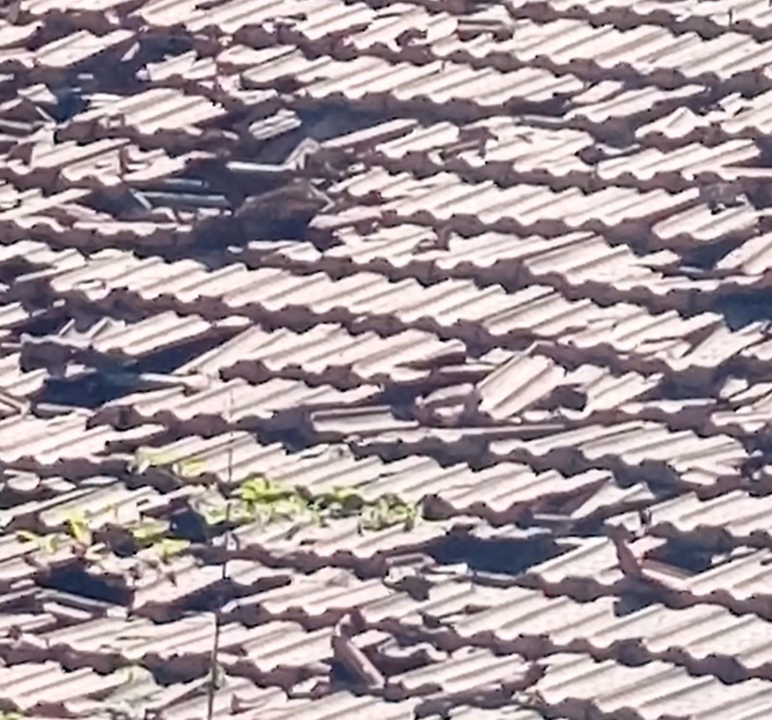 Alessandro Arnese - Sana SOLUZIONI Progetti